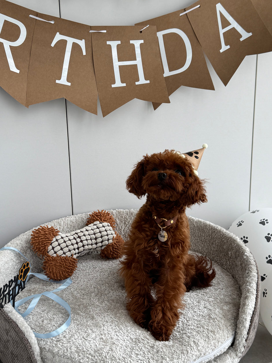 Poodle on a dog bed_3