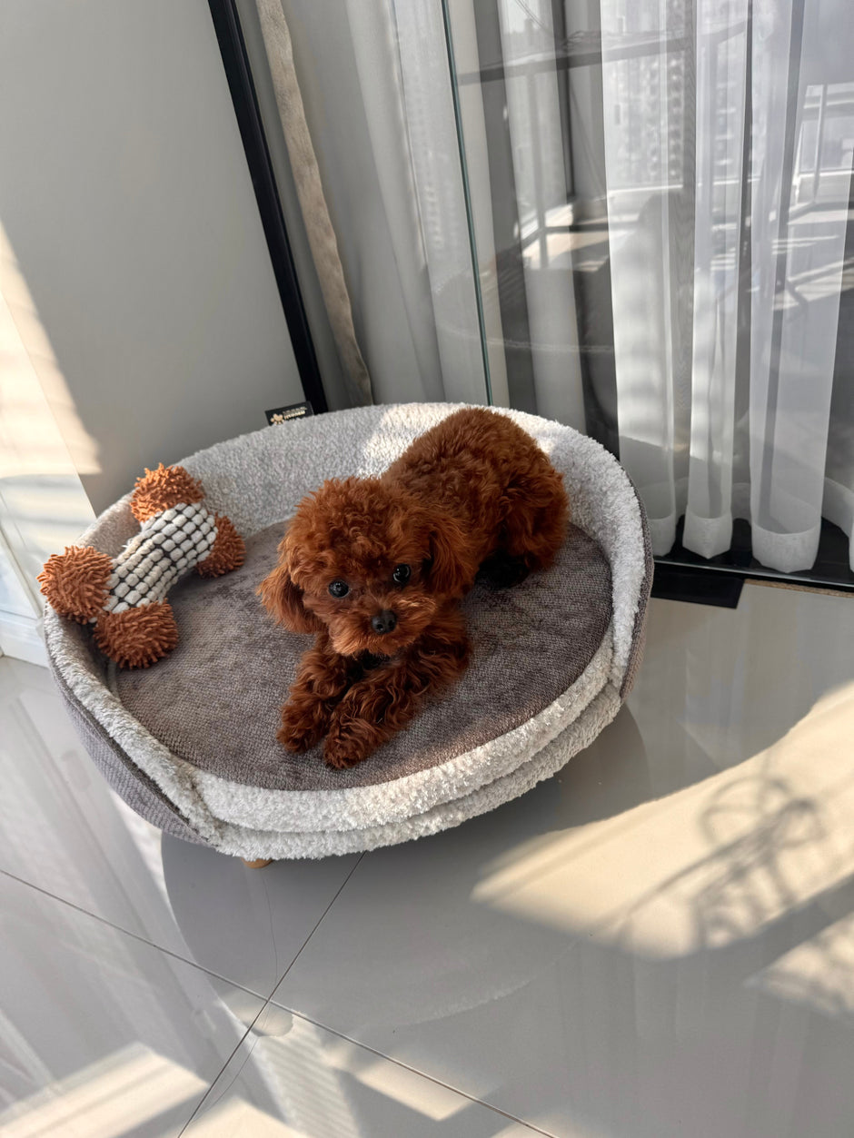 Poodle on a dog bed_2