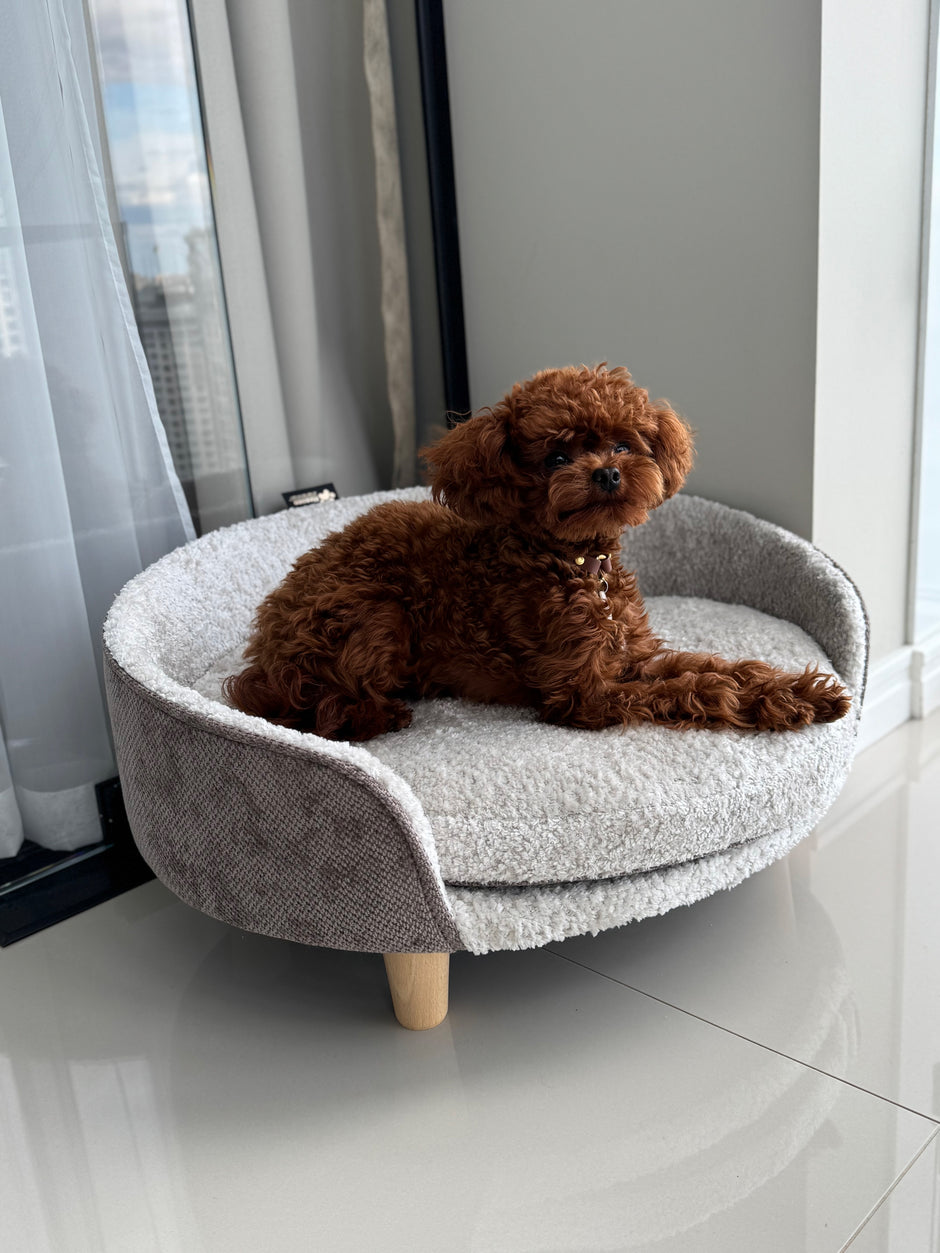 Poodle on a dog bed_4