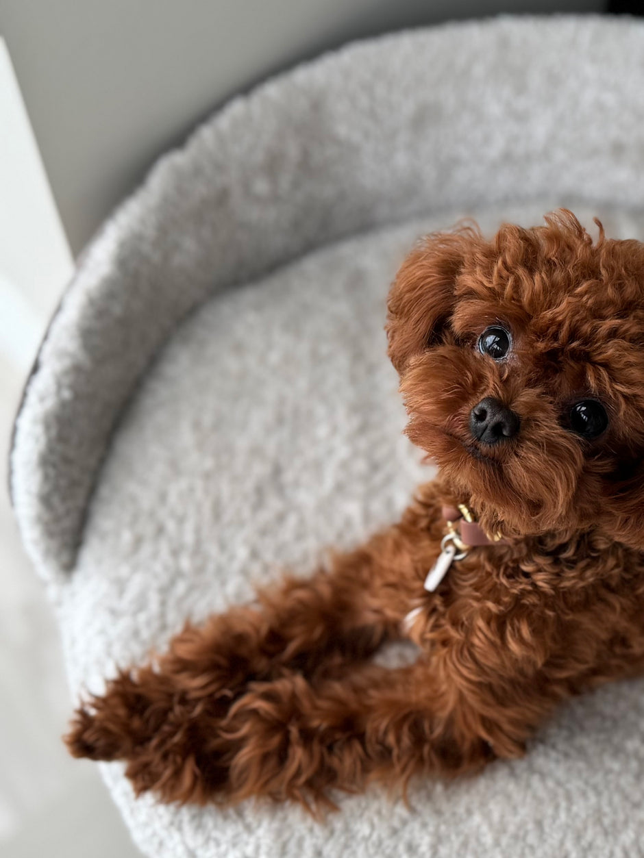 Poodle on a dog bed_5