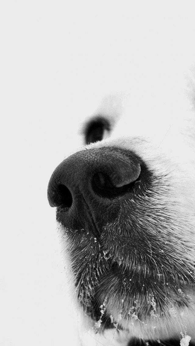 Leash banner_2
